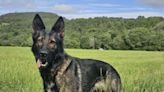 Missing police dog found ‘safe and well’ after search near Loch Ness