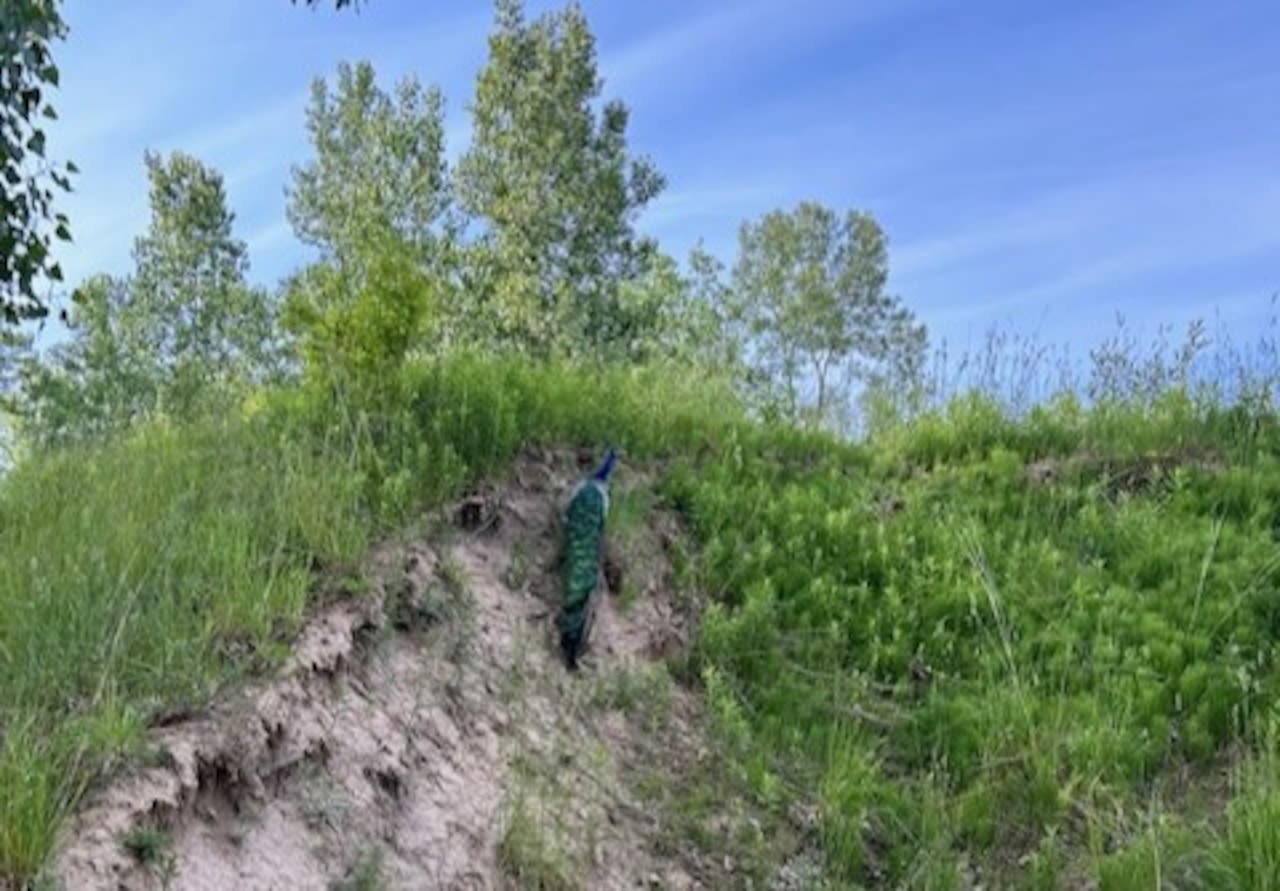 A Saginaw Township peacock remains elusive. Officers have scratches to prove it.