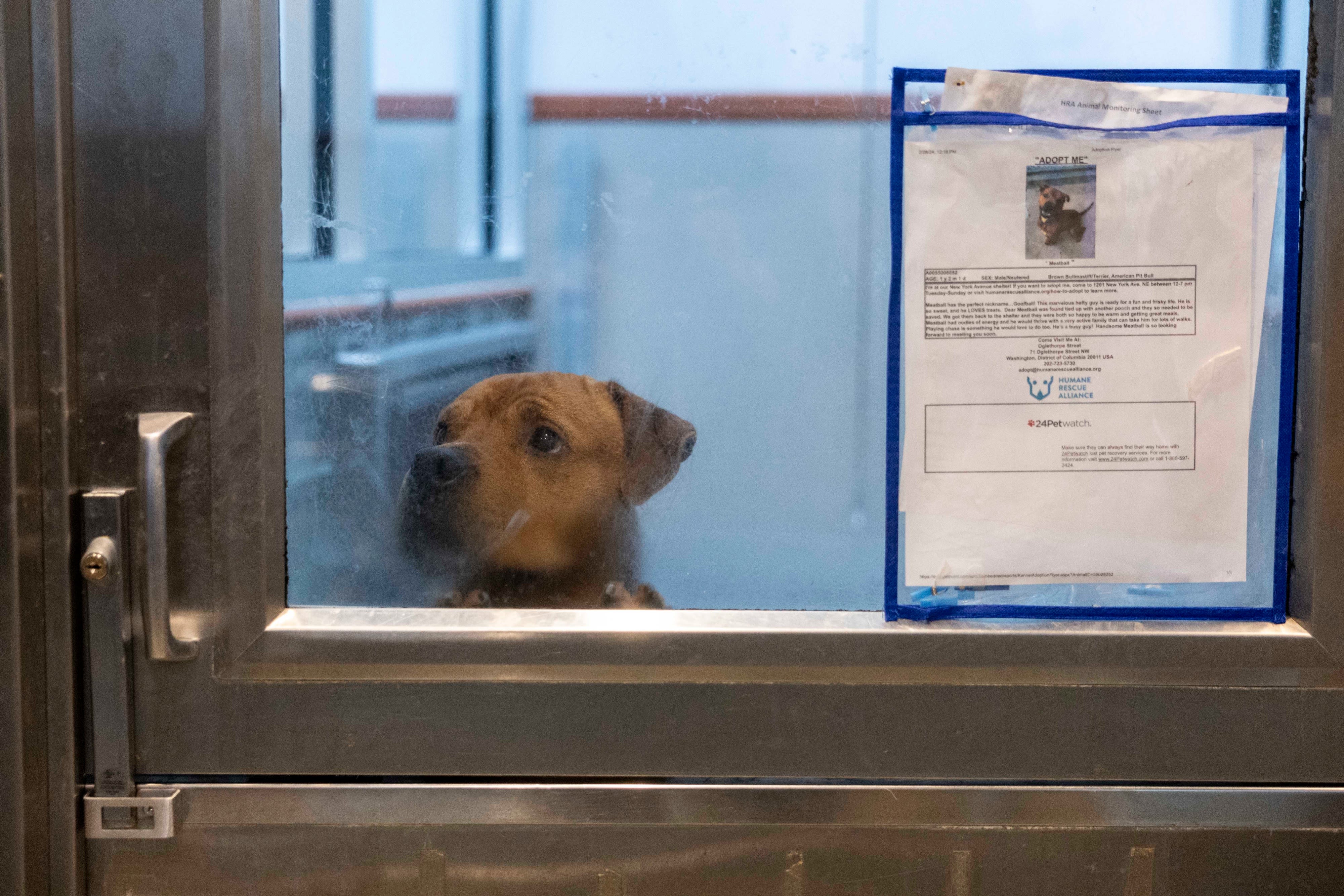 D.C.’s animal services will soon be shaken up. Here’s what we know.