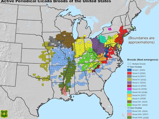 The cicadas are coming: These 5 maps break down what you need to know