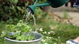 Incredible free hack to keep plants watered over summer when you're not at home