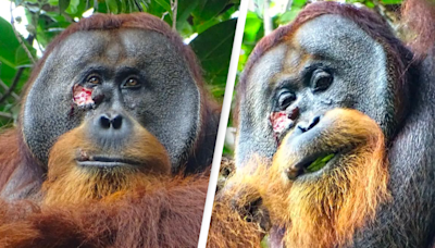 Orangutan stuns scientists as it becomes first ever wild animal to treat wound with medicinal plant