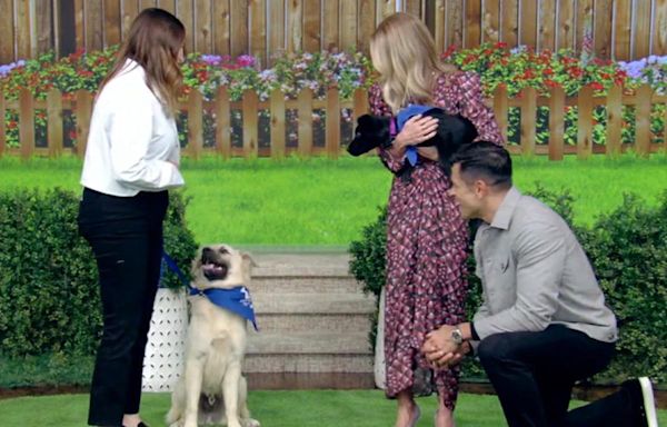 ‘Live’s Kelly Ripa and Mark Consuelos read out adorable “puppy personal ads” on National Dog Rescue Day