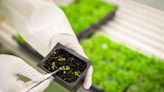 Researchers uncover new way to hack plants' circadian rhythms to grow drought-resistant crops: 'This could be a significant breakthrough'