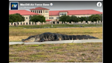 Enorme caimán es expulsado de la Base de la Fuerza Aérea de la Florida tras dos infracciones, dicen autoridades