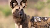 UK Zoo Welcomes Three African Wild Dogs in Breeding Bid