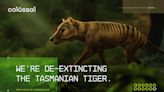 Texas ‘de-extinction’ start-up says it wants to bring Tasmanian tiger back from the dead