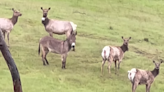 Escaped pet donkey found 'living best life' with elk