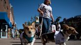 Tour de Corgi: What to know ahead of Fort Collins' beloved corgi parade