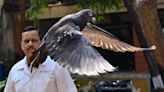 Pigeon suspected of spying released after eight months