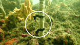 90 extremely rare seahorses have been released into the ocean at Sydney's Botany Bay