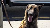 Local K-9 doing his part to keep drugs out of Buchanan County