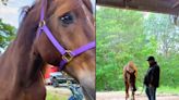 Bernard, la cruel historia del caballo explotado para jalar carruajes en NY y su nueva vida en un santuario