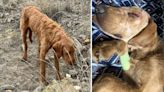 $500 reward offered for information on dog shot, abandoned in Carbon County