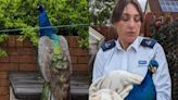 Peacock on road to recovery after falling off two-storey high roof