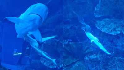 Visitors at Dubai Mall witness rare sight of baby shark's birth inside aquarium