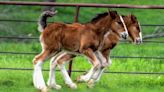 Farm announces the birth of 15 Budweiser Clydesdale foals