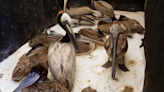 What's killing Southern California's brown pelican population?