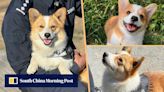 Little China Corgi debuts as police dog, perfect for searching small places