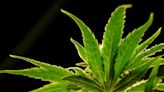 Marijuana rescheduling leaves regulators and sellers cautiously optimistic