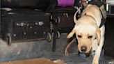 Se agrandó la familia: ya son 15 los perros adiestrados para detectar droga en Mendoza | Policiales