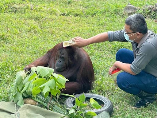 壽山動物園紅毛猩猩咪咪離世 保育員悼念不捨