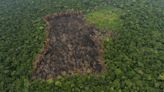 Luces y sombras de los planes para frenar la deforestación en Colombia