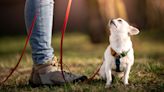 Trainer reveals one of the first things you should teach your dog while walking on a leash