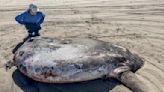 Rare 7-foot fish washed ashore on Oregon's coast garners worldwide attention - The Morning Sun