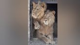 Qatar Airways Cargo Rejoins Forces with Animal Defenders International to Transport Six Lions to Africa