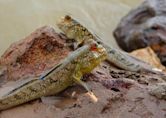 Mudskipper