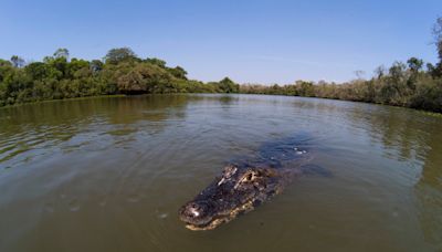 Girl, 12, ‘killed by crocodile’