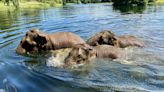 Pack your swimming trunks! Woburn's elephants take a dip to beat UK heatwave