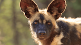 Puppy Dog Eyes Are Not Exclusive To Pets, African Wild Dogs Make Them Too