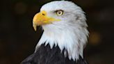Bald eagle tests positive for bird flu in Monroe County