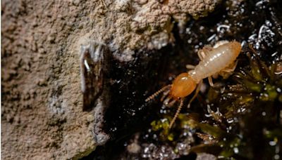 雨季惡夢「大水蟻」是蟑螂親戚 專家揭3招驅趕方法