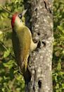 European green woodpecker