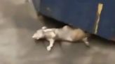 Watch moment subway rat is snatched into darkness before ANOTHER beast emerges