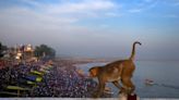 40 monkeys killed in suspected case of ‘mass poisoning’ in India