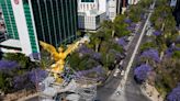 Jacaranda, la flor de herencia japonesa que enloquece a la CDMX