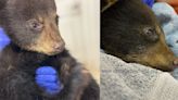 ‘Thriving and doing well’: Wildlife officials give update on bear cub removed from tree for pictures