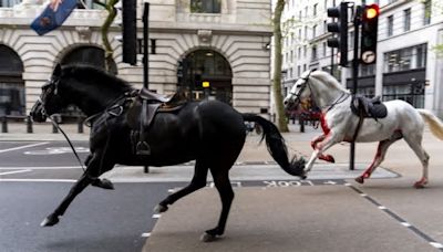 Cavalos do exército britânico fogem e provocam caos no centro de Londres