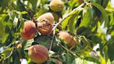Georgia struggles after losing 90% of its peach crops amid catastrophic harvest: ‘They’re just not good’