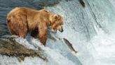 Wildlife Photographer's Images of Grizzly Bears Fishing Are Just Stunning