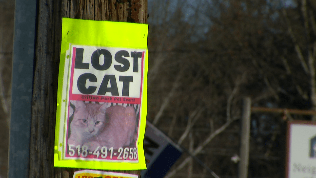 Kane the missing cat found after three months