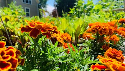 N.S. town officially opens community garden