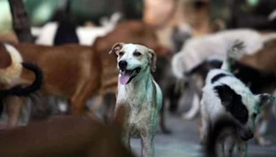 Delhi court sentences man to 1 year in jail for throwing acid on dog: ‘life is dear to a mute creature’