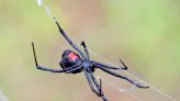 Did a venomous SC spider just bite you? Here’s how to tell and what you should do about it