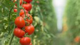 Can you plant tomatoes directly in the ground ?