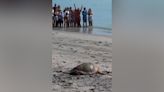 See this loggerhead sea turtle's return to the ocean after successful surgery